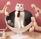 Swivel cat