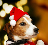 Christmas pet cap