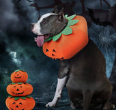 Pet Halloween Pumpkin Collars Cute Pet Cosplay Accessories