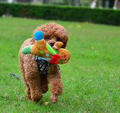Pet big gingerbread man christmas toy