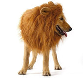 Lion Mane for Dog