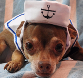 Funny Pet Cat Costumes Cat Dog Rabbit Clothes Clothing For Halloween Cosplay Navy Sailor Costumes Jacket Coat Dog Accessories
