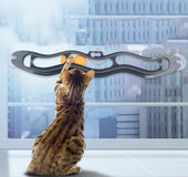 Juego Gato