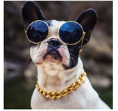 Cadena Imitación Oro Perro Gato