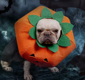 Pet Halloween Pumpkin Collars Cute Pet Cosplay Accessories