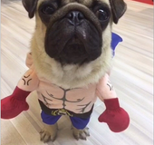 Boxer Costume