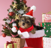 Pet supplies Christmas hat scarf set cat and dog small pet