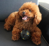 Bola De Entretenimiento