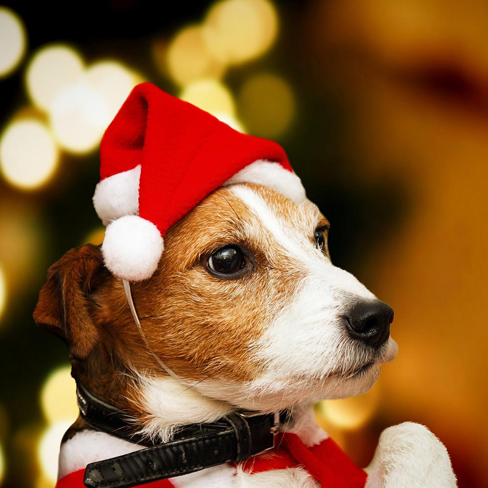 Christmas pet cap