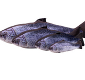 Creative Catnip Fish Pet Plush Toy Fish Cat Toy Pillow