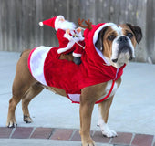 Dog Christmas clothes Santa Claus riding a deer