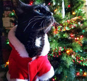 New year clothes winter christmas dog clothes