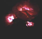 Solar rose lamp 3garden light lawn light