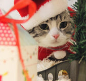 Pet tiara small Christmas tiara