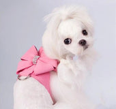 Bling Rhinestone Harness