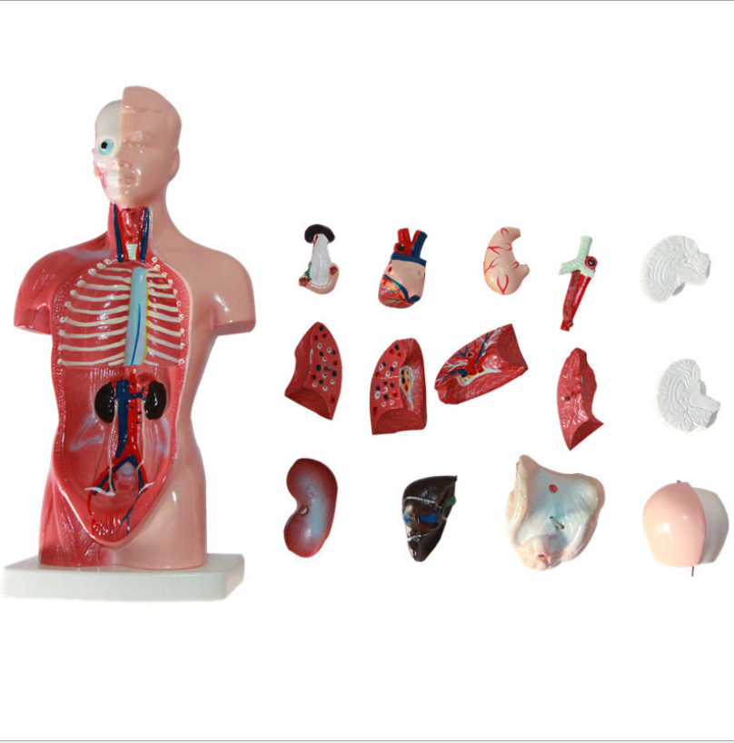 Human body model 28CM torso anatomical model