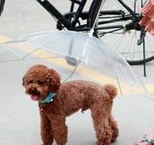 Premium Dog Umbrella