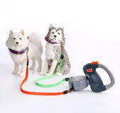 Correa Retráctil Para Caminar Con Dos Mascotas