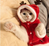 Christmas dog clothes