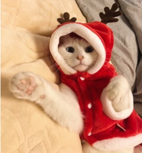 Christmas dog clothes