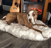 Pet dog plush mat beige mat pet dog rest