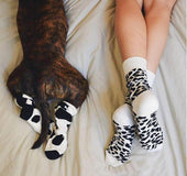 Leopard Dalmatian Black White Cotton Socks
