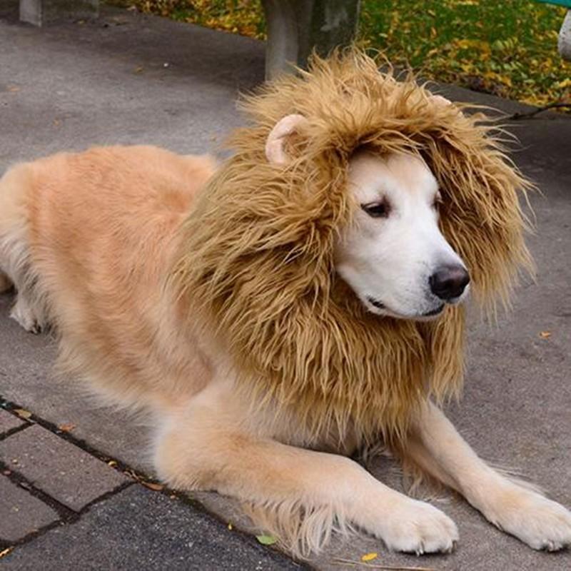 Lion Mane for Dog