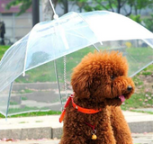 Premium Dog Umbrella
