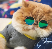 Lentes Fashion Instagram Gato