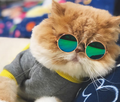 Lentes Fashion Instagram Gato