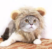 Funny Pet Hat For Small Dogs Cats Hat Emulation Lion Hair Mane Ears Head Cap Scarf Pet Halloween Festival Costume