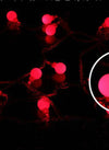 Translation missing: es.sections.featured_product.gallery_thumbnail_alt
