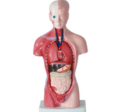 Human body model 28CM torso anatomical model