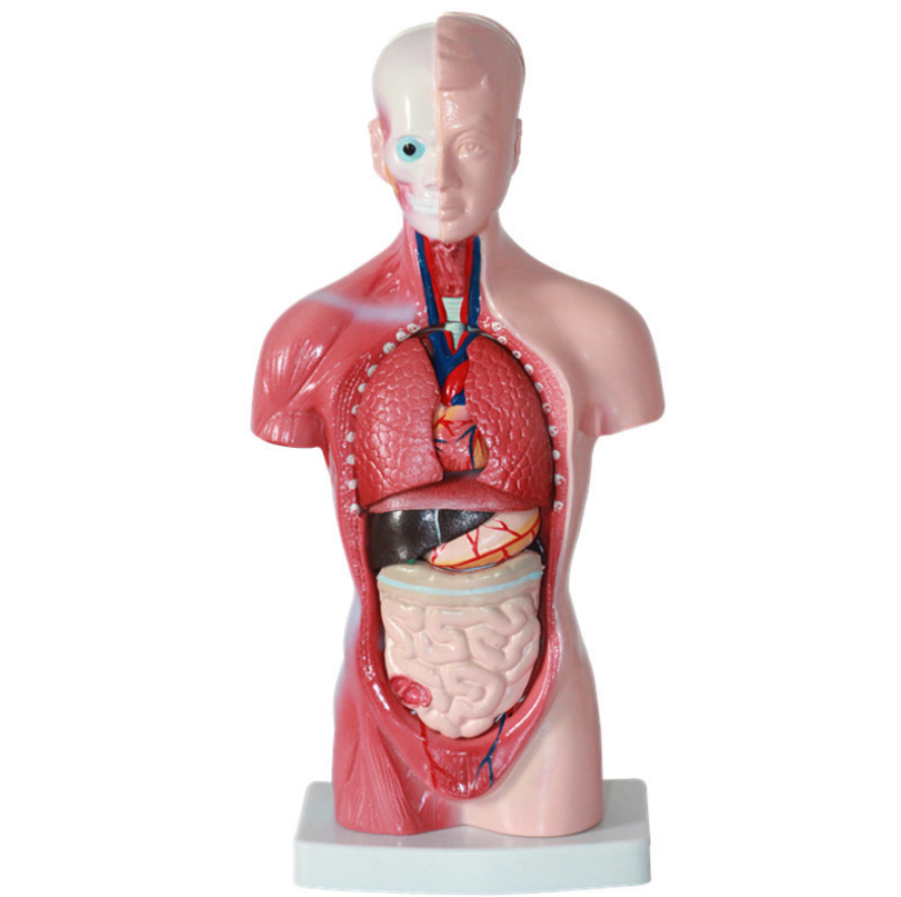 Human body model 28CM torso anatomical model