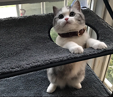 Hamaca Ventana Para Gato
