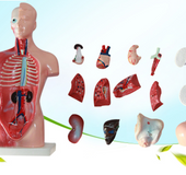 Human body model 28CM torso anatomical model