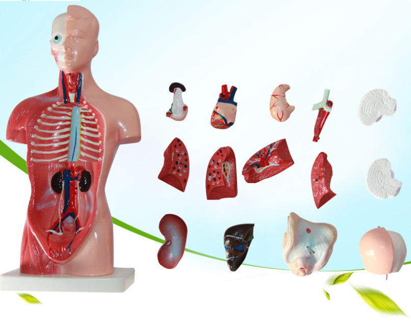 Human body model 28CM torso anatomical model