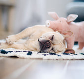 Cerdito Acompañante De Dormir